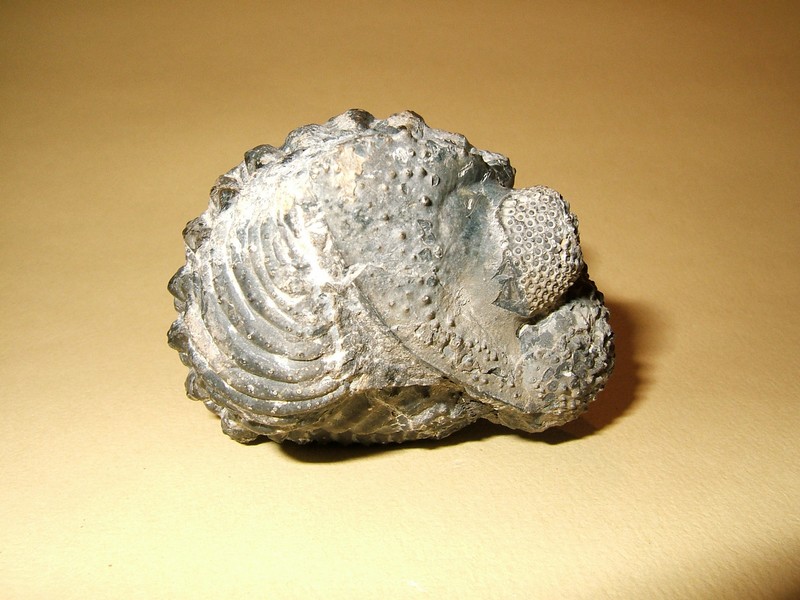 phacops