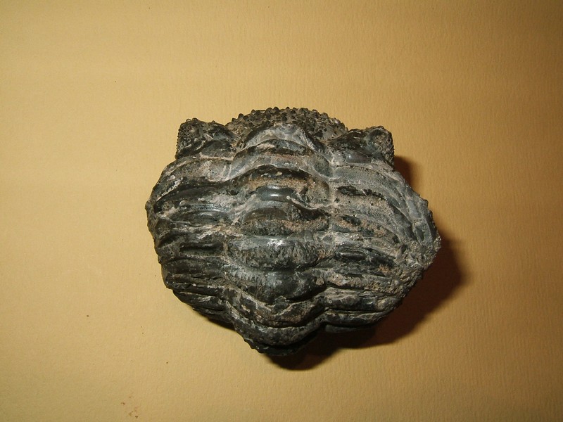phacops
