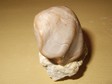 bivalve