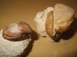loboidothyris
