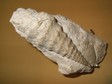 nerinea