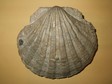 pecten
