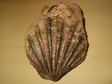 pecten_1