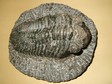 trilobite