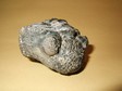 trilobite