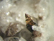 anatase