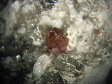 anatase