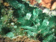 annabergite
