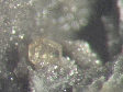iodargyrite