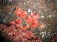 erythrite