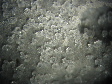 phillipsite