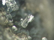 phillipsite
