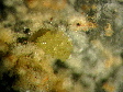 pyromorphite