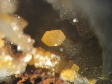 pyromorphite