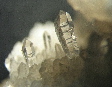 quartz