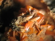 wulfenite
