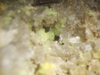 autunite