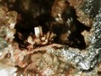 valentinite