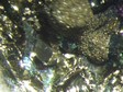 pyrite