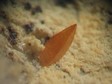 wulfenite