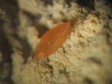 wulfenite