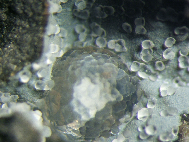erionite
