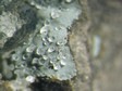 �rionite