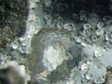 �rionite