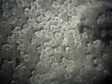 phillipsite