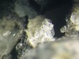 phillipsite