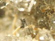 pyrolusite