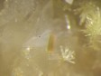 wulf�nit-pyromorphite