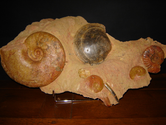 septaria