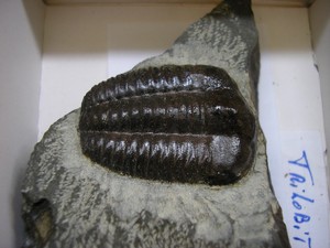 trilobite