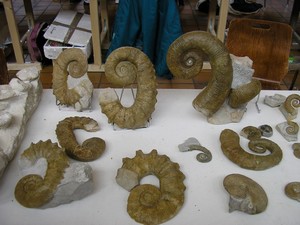 ammonites_d�roul�es