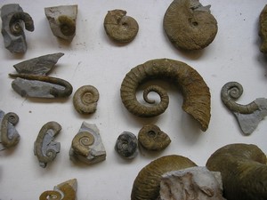 ammonites_d�roul�es