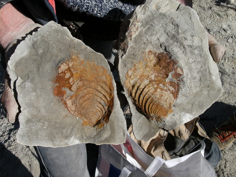 inoceramus