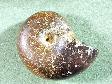 ammonite