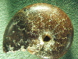 ammonite