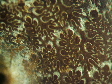 ammonite_(d�tail)