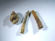 gast�ropode_et_ammonites