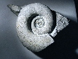 ammonite