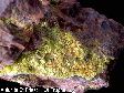 autunite