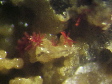 carminite