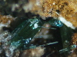 fluorapatite