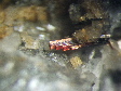 rutile