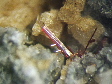 rutile