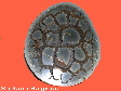 septaria